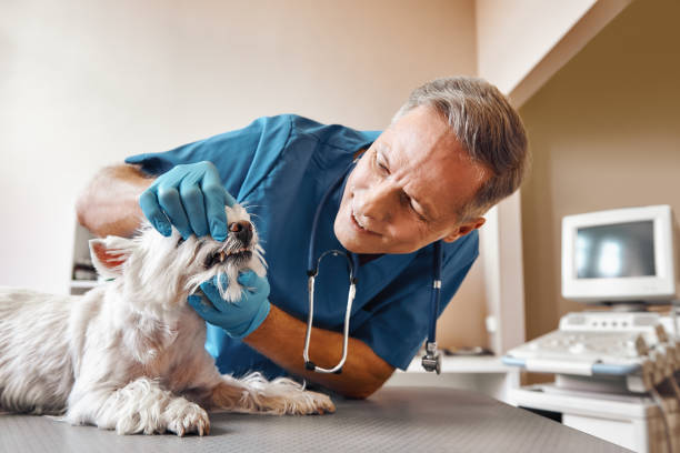 Best Emergency Treatment for Dental Infections or Abscesses in Milford, UT
